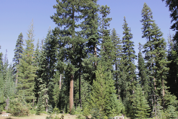 Pseudotsuga menziesii