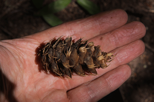 Pseudotsuga menziesii