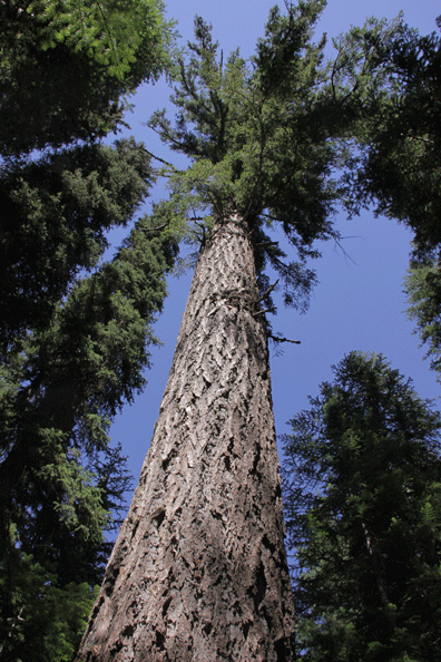 Pseudotsuga menziesii