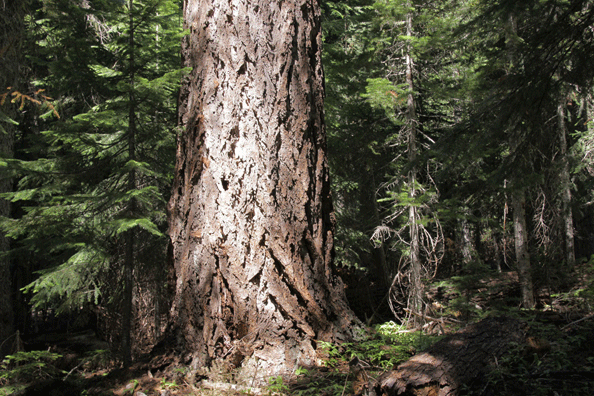Pseudotsuga menziesii