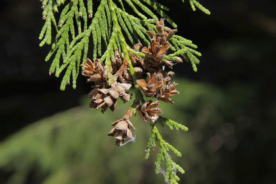 Thuja plicata