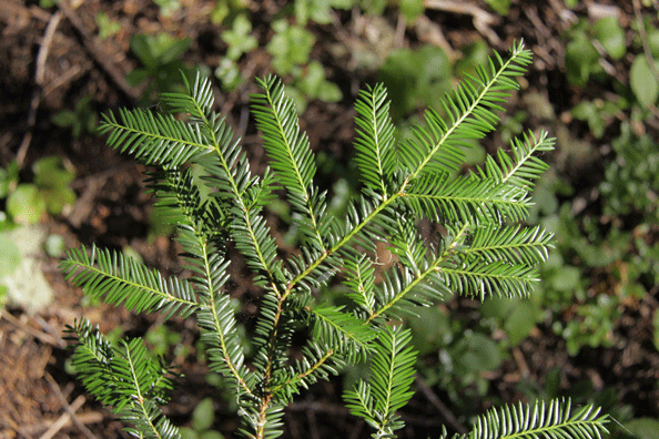 Taxus brevifolia
