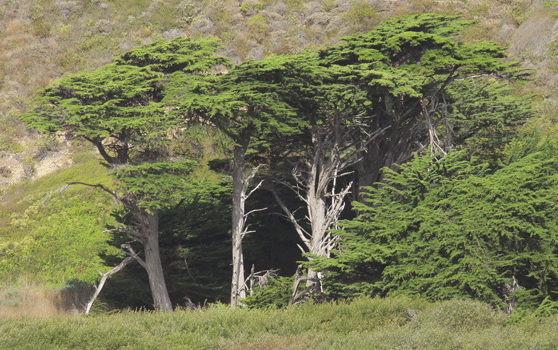 Cupressus macrocarpa