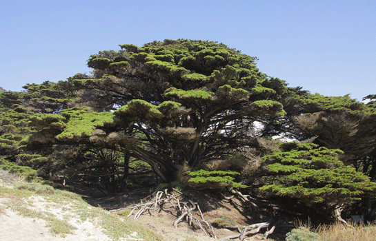 Cupressus macrocarpa