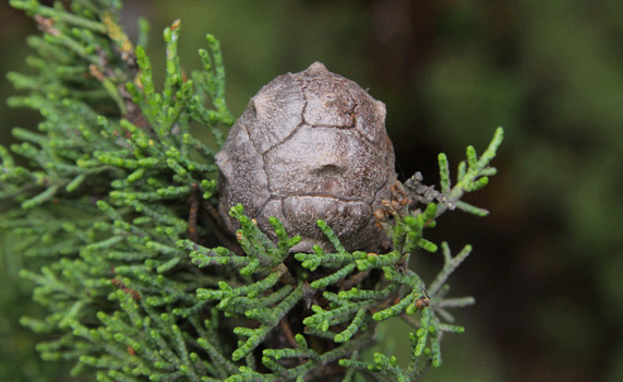 Cupressus macrocarpa