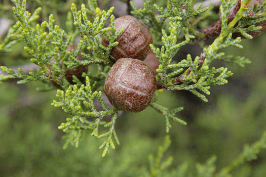 Cupressus sargentii