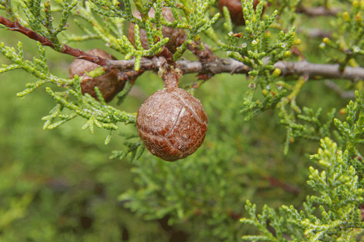 Cupressus sargentii
