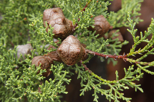 Cupressus sargentii