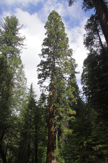 Sequoiadendron giganteum