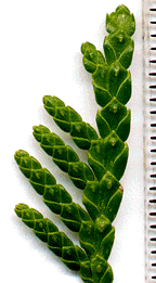 Thuja occidentalis