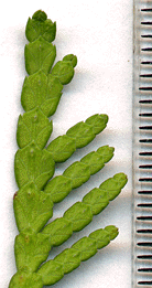 Thuja occidentalis