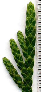 Thuja plicata
