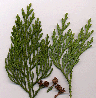 Thuja plicata