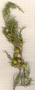 Juniperus phoenicea
