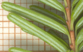 Tsuga sieboldii