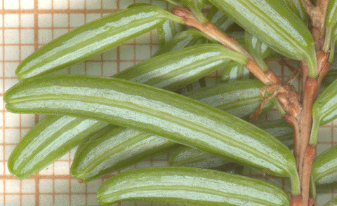 Tsuga sieboldii