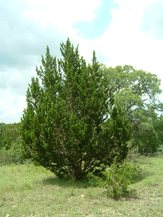 Juniperus ashei