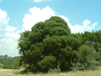 Pinus remota