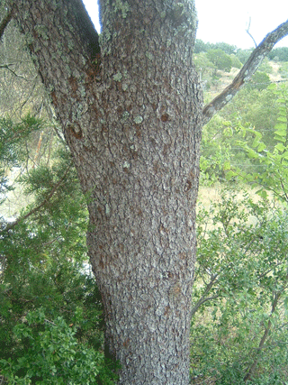 Pinus remota
