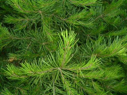 Pinus remota