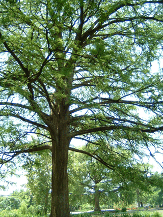 Taxodium distichum
