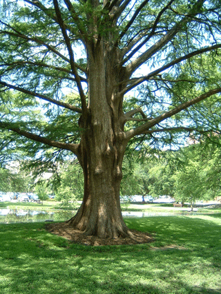 Taxodium distichum
