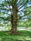 Taxodium distichum