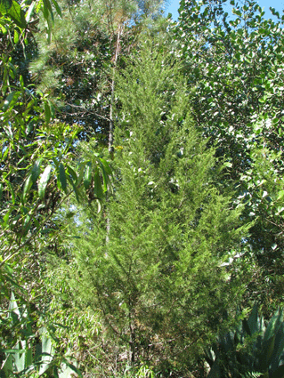 Juniperus lucayana