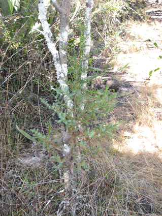 Juniperus lucayana