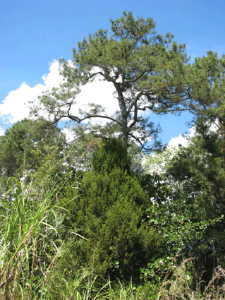 Juniperus lucayana