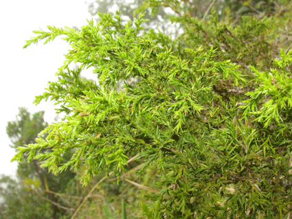 Juniperus saxicola