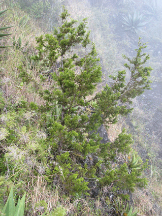 Juniperus saxicola