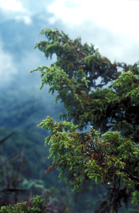 Juniperus saxicola