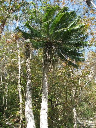 Microcycas calocoma