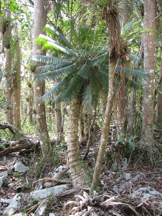 Microcycas calocoma