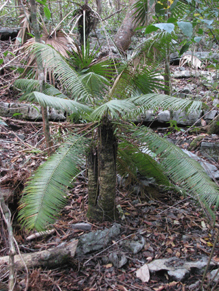 Microcycas calocoma
