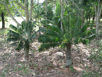 Microcycas calocoma