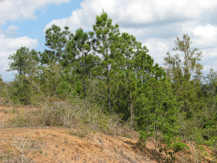 Pinus caribaea