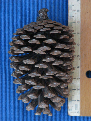 Pinus caribaea