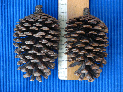 Pinus caribaea