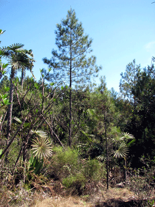 Pinus cubensis