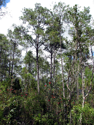 Pinus cubensis