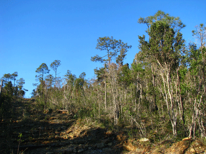 Pinus cubensis