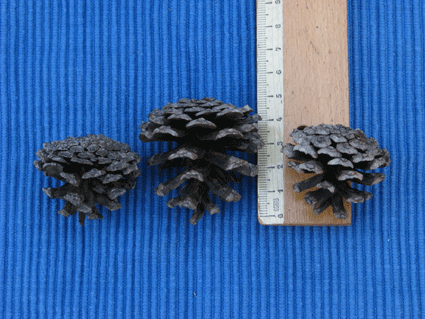 Pinus cubensis