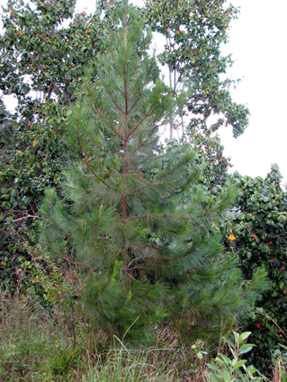 Pinus maestrensis