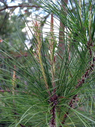 Pinus maestrensis