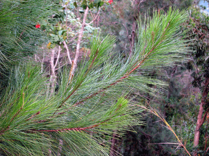 Pinus maestrensis