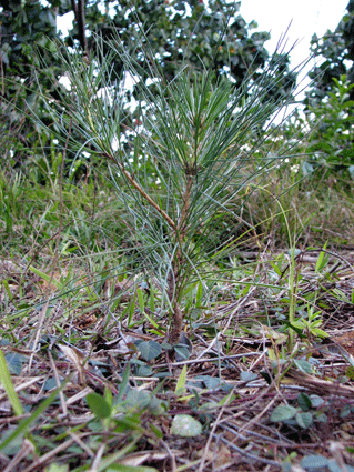 Pinus maestrensis