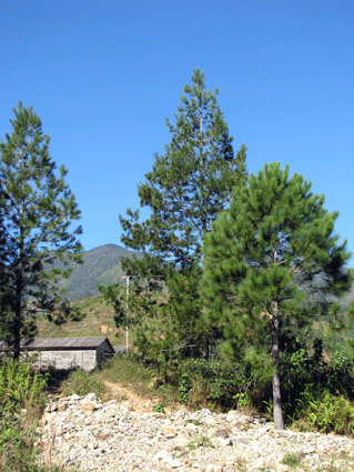 Pinus maestrensis