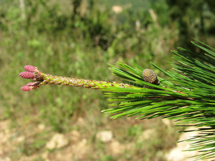Pinus maestrensis